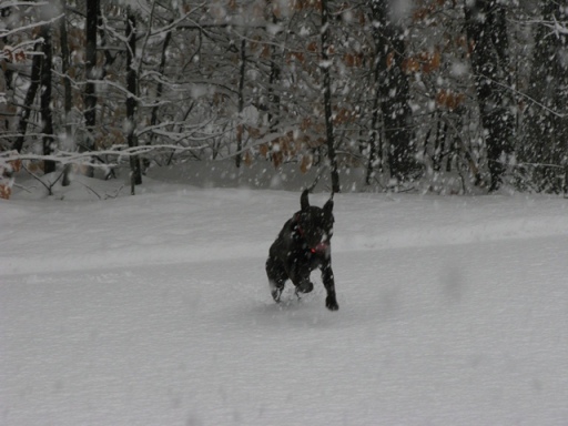 Beau in snow